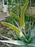 aloe speciosa.JPG